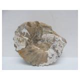 Great Estate Lot of Turtle Back Stones Fossils etc