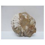 Great Estate Lot of Turtle Back Stones Fossils etc