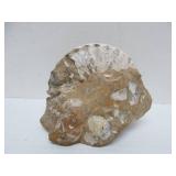 Great Estate Lot of Turtle Back Stones Fossils etc