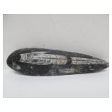 Great Estate Lot of Turtle Back Stones Fossils etc