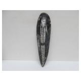 Great Estate Lot of Turtle Back Stones Fossils etc