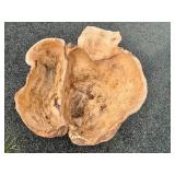 HUGE Carved Natural Burlwood Bowl