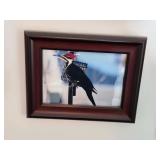 Collection of Framed Nature Photographs Featuring Birds, Butterflies, and Cat