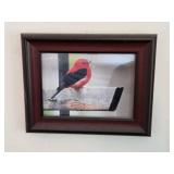 Collection of Framed Nature Photographs Featuring Birds, Butterflies, and Cat