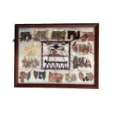 Framed Display of Labeled Dried Plant Specimens