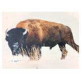 Bill Groethe Signed 1994 Bison Photograph
