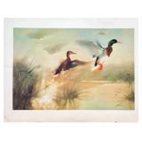Pair of Duck Art Prints Including Mallard Portrait and Marsh Scene