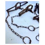 Collection of Vintage Steel Animal Traps and Chains