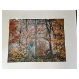 Autumn Forest Scene Art Print by Usery & Heims
