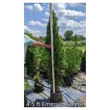 Emerald Green Arborvitae - 4