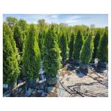 Emerald Green Arborvitae - 4