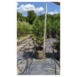 White Cedar 3