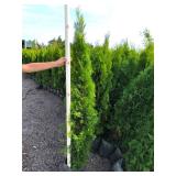 Emerald Green Arborvitae - 5