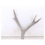 2 Vintage Deer Horn Skulls