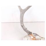 2 Vintage Deer Horn Skulls