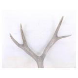 2 Vintage Deer Horn Skulls