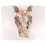 2 Vintage Deer Horn Skulls