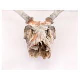 2 Vintage Deer Horn Skulls