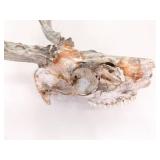 2 Vintage Deer Horn Skulls