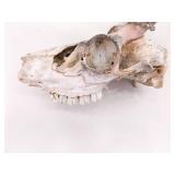 2 Vintage Deer Horn Skulls