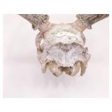 2 Vintage Deer Horn Skulls