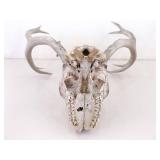 2 Vintage Deer Horn Skulls