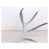 2 Vintage Deer Horn Skulls