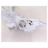 2 Vintage Deer Horn Skulls