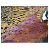 PHEASANT PELT