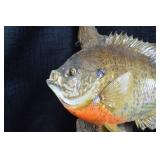 Taxidermized Sunfish - Wall Mounted