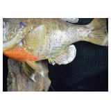 Taxidermized Sunfish - Wall Mounted