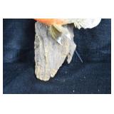 Taxidermized Sunfish - Wall Mounted