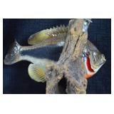Taxidermized Sunfish - Wall Mounted
