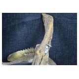 Taxidermized Sunfish - Wall Mounted