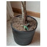 Decorative Faux Ficus