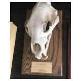 Mounted Collection of Animal Skulls: Black Bear, Wolf, and Jawbone Display
