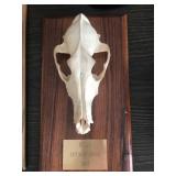 Mounted Collection of Animal Skulls: Black Bear, Wolf, and Jawbone Display