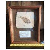Framed Fossil Stone Fish Specimen from Wyoming