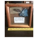 Framed Leaf and Flora Fossil Display in Wood Shadow Box