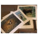 Collection of Framed and Unframed Wildlife Art Prints