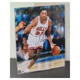 Autographed Photo by Chicago Bulls HOF Great "Scottie Pippen" with COA