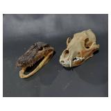 Crocodile and Animal Skull Set for Taxidermy Display