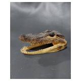 Crocodile and Animal Skull Set for Taxidermy Display