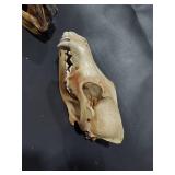 Crocodile and Animal Skull Set for Taxidermy Display