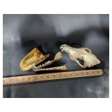 Crocodile and Animal Skull Set for Taxidermy Display