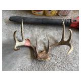 Whitetail Deer Antlers
