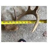 Whitetail Deer Antlers