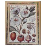 Two Fine Floral Framed Prints