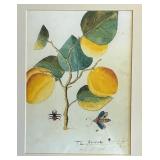 "The Apricooke" print by John Tradesscant