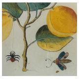 "The Apricooke" print by John Tradesscant